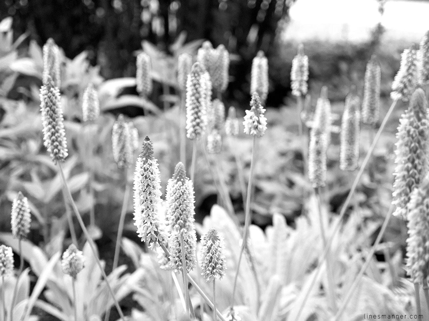 Lines-Manner-Gaspesia-Loop-Road_Trip-Inspiration-Travel-La,dscape-View-Summer-2016-Sea-Escape-6