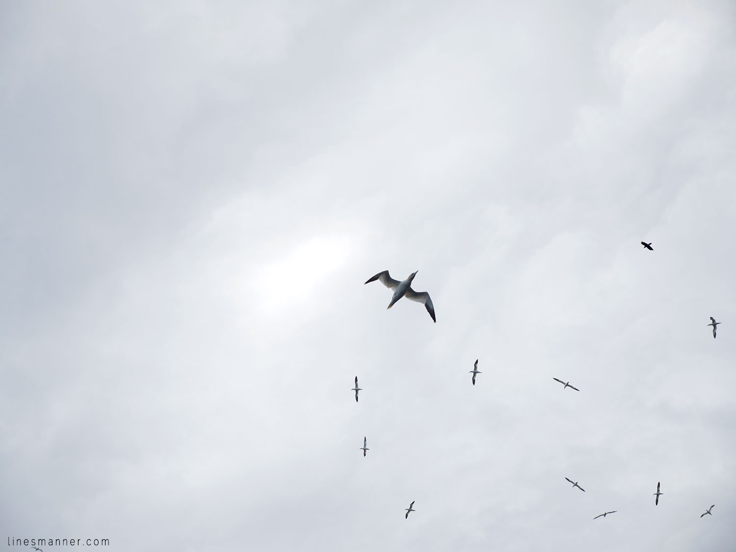 Lines-Manner-Gaspesia-Loop-Road_Trip-Inspiration-Travel-La,dscape-View-Summer-2016-Sea-Escape-16