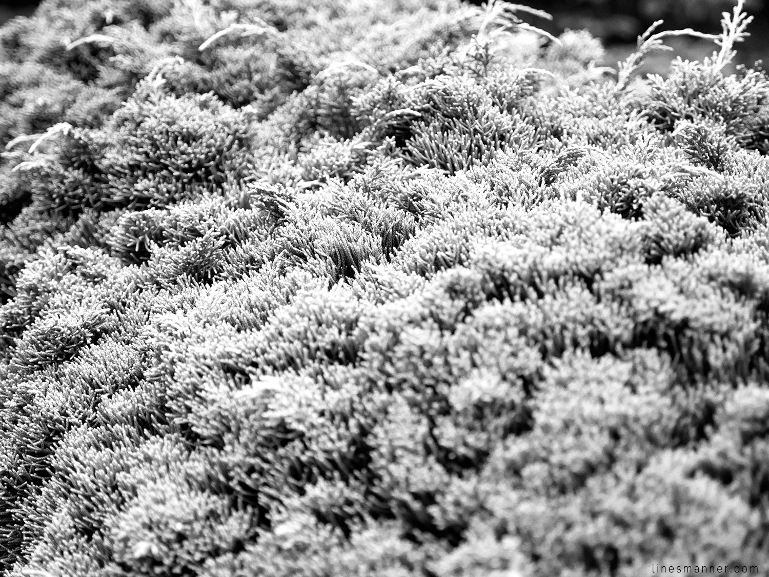 Lines-Manner-Gaspesia-Loop-Road_Trip-Inspiration-Travel-La,dscape-View-Summer-2016-Sea-Escape-13